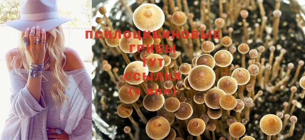 твердый Аркадак